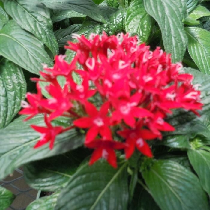 Pentas lanceolata Graffiti® Red