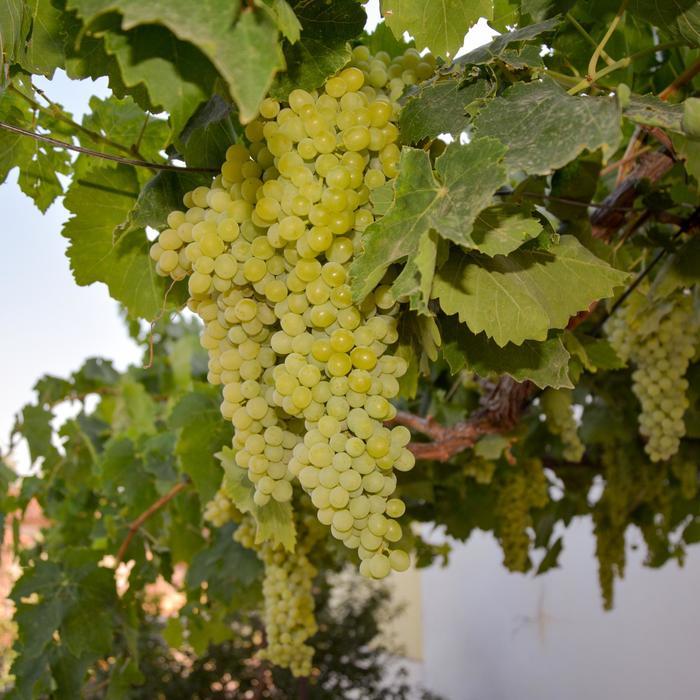 Vitis vinifera Thompson Seedless