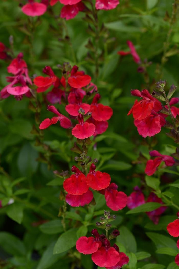 Salvia greggii Mirage™ Cherry Red