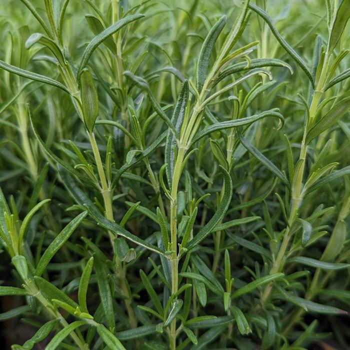 Rosmarinus officinalis BBQ