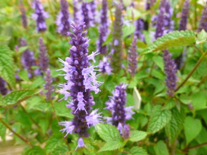 Agastache rugosa Little Adder