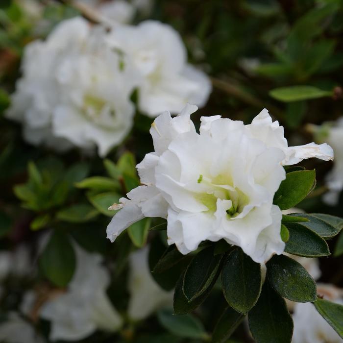 Rhododendron Perfecto Mundo® Double White