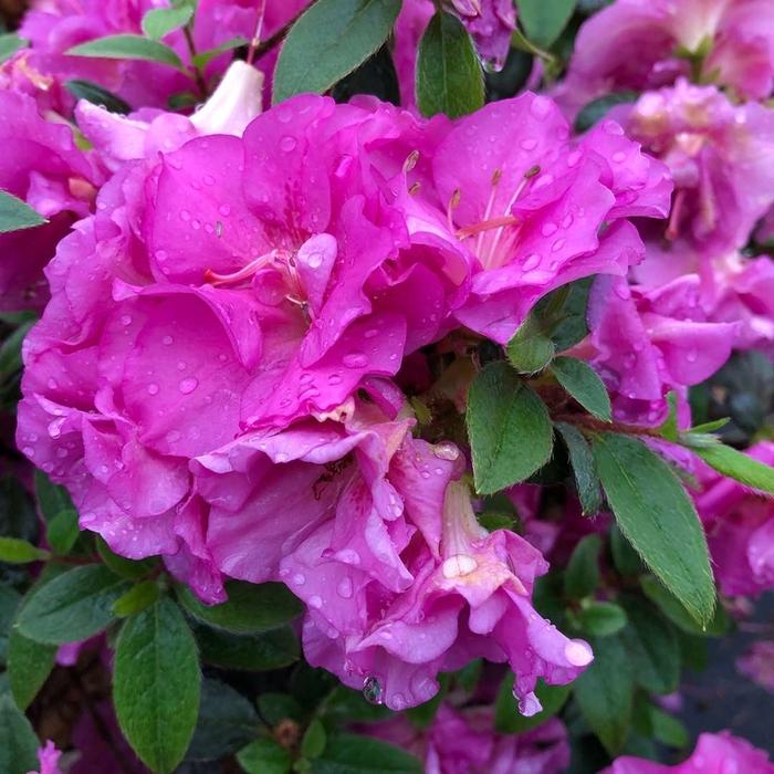 Rhododendron Perfecto Mundo® Double Purple