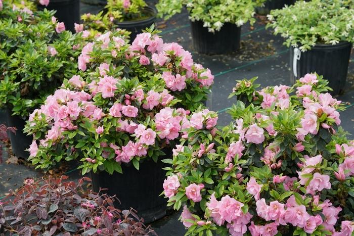 Rhododendron Perfecto Mundo® Double Pink