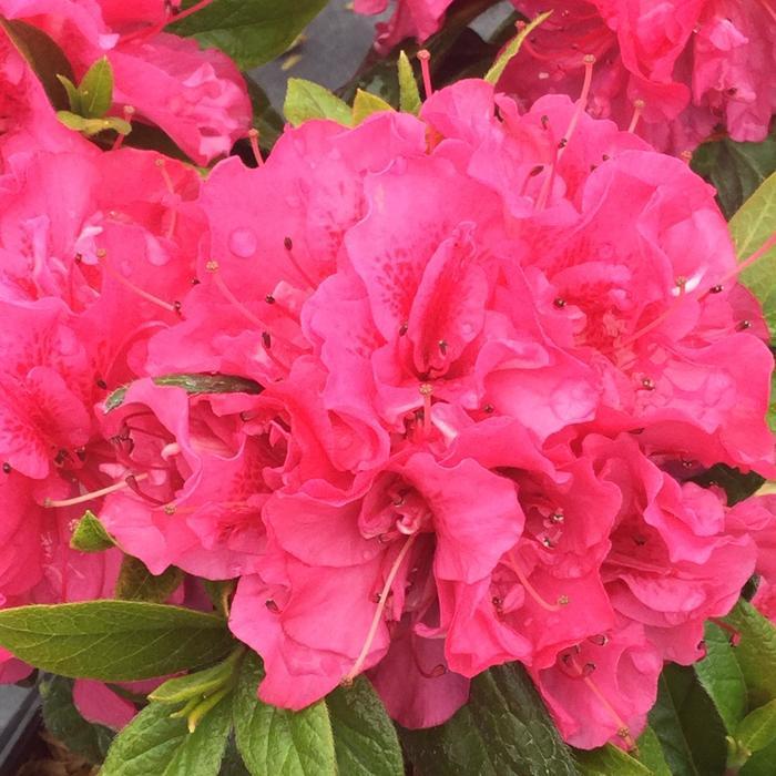 Rhododendron Perfecto Mundo® Double Dark Pink