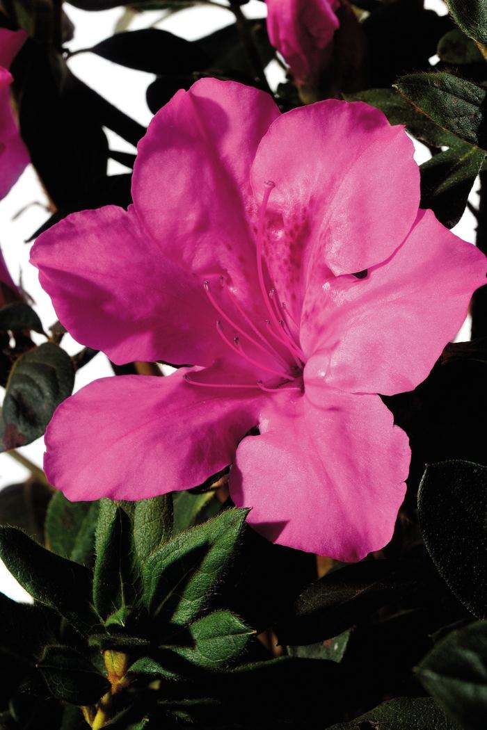 Rhododendron Encore® Autumn Sangria®