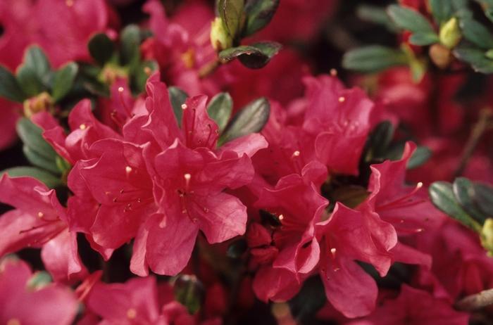 Rhododendron Kurume hybrid Hinode-giri