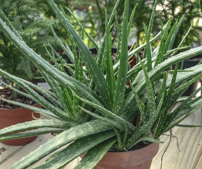 Aloe barbadensis 