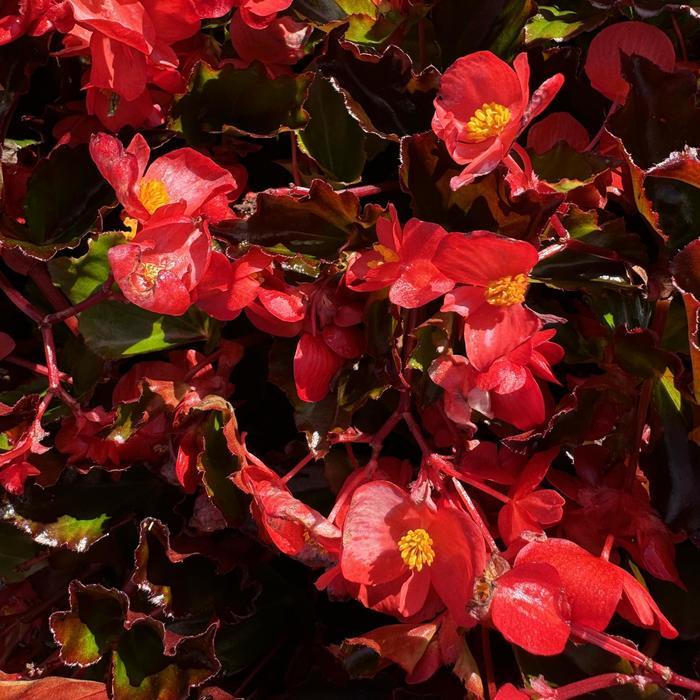 Begonia Hula™ Red