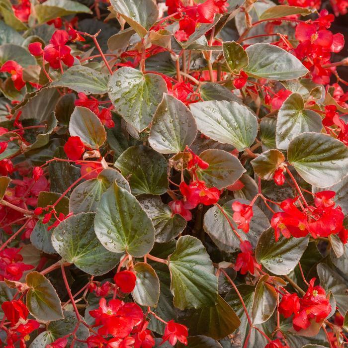 Begonia x benariensis Whopper® Red with Bronze Leaf