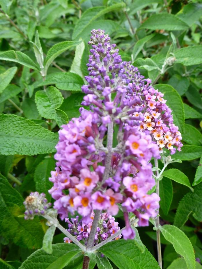 Buddleia x weyeriana Bicolor