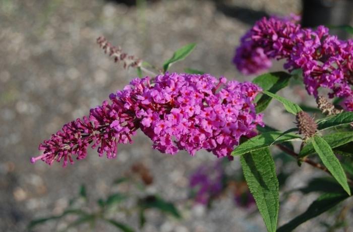 Buddleia davidii Windy Hill