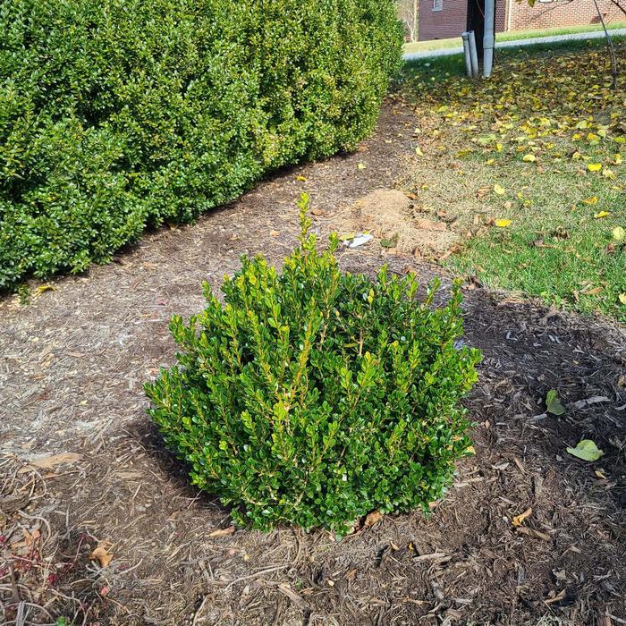 Buxus microphylla Little Mister™