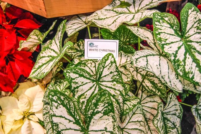 Caladium x hortulanum White Christmas