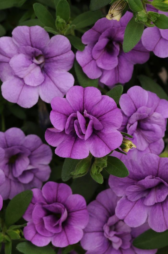 Calibrachoa MiniFamous® Double Amethyst