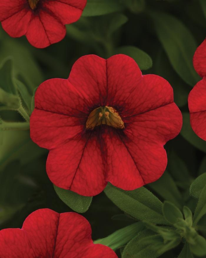 Calibrachoa MiniFamous® Neo Vampire
