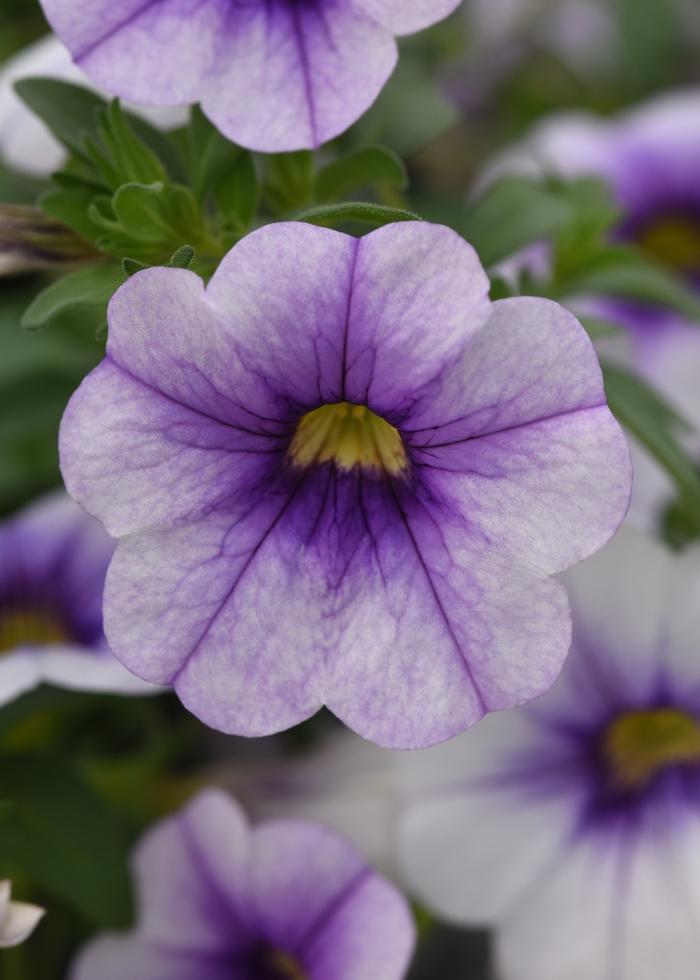 Calibrachoa MiniFamous® Neo Violet Ice
