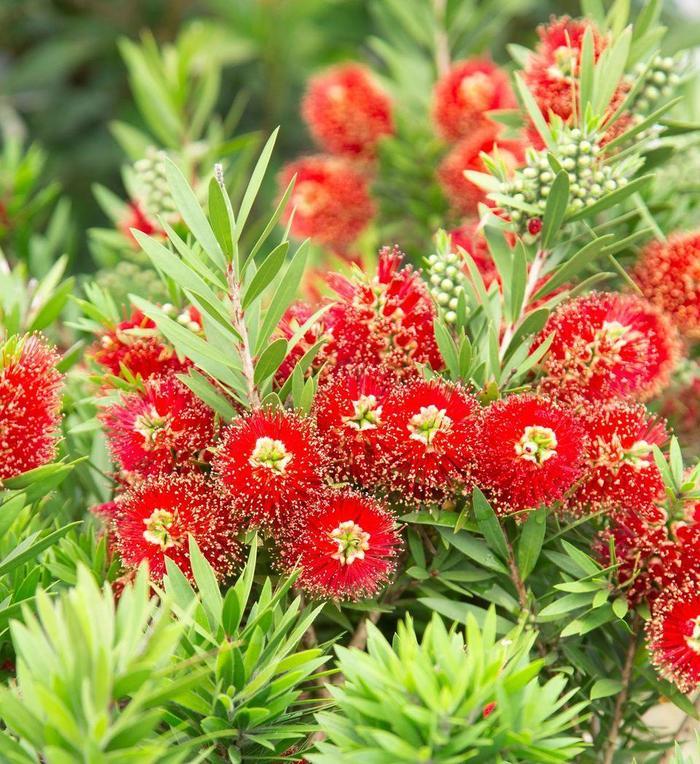 Callistemon viminalis Light Show®
