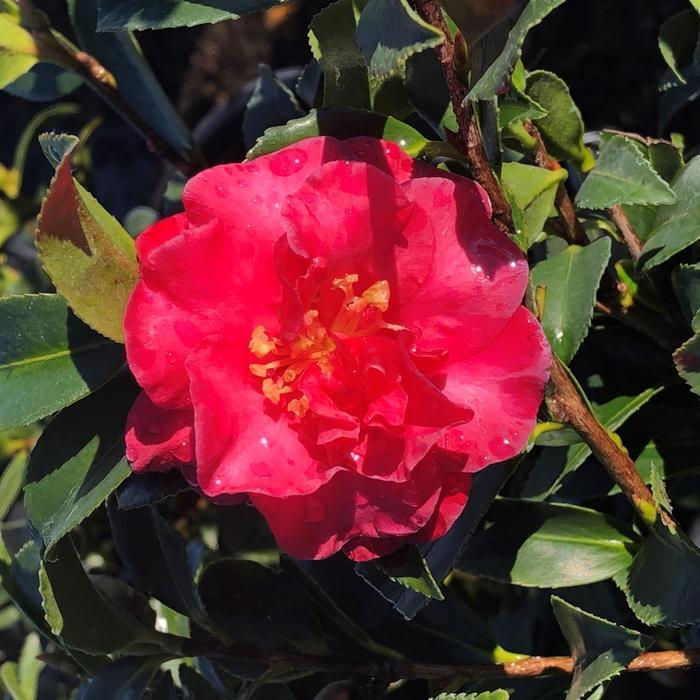 Camellia sasanqua Royal Flush Shi Shi™