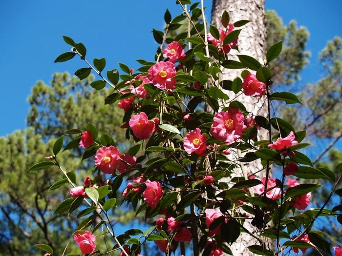 Camellia Crimson Candles