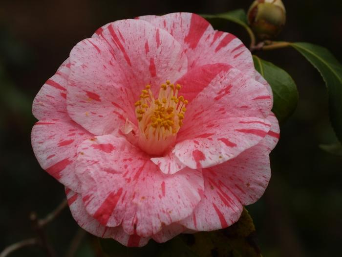 Camellia japonica Tricolor Siebold