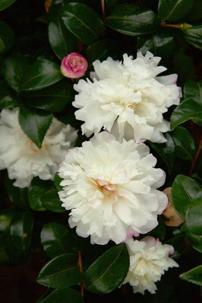Camellia sasanqua October Magic® Snow