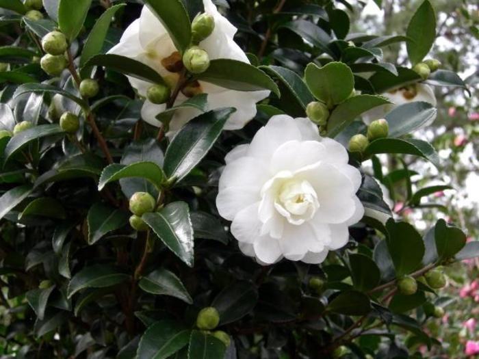 Camellia sasanqua October Magic® Bride