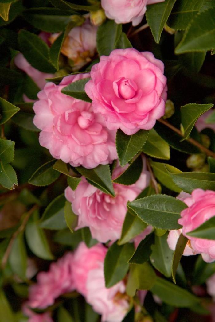 Camellia sasanqua October Magic® Pink Perplexion