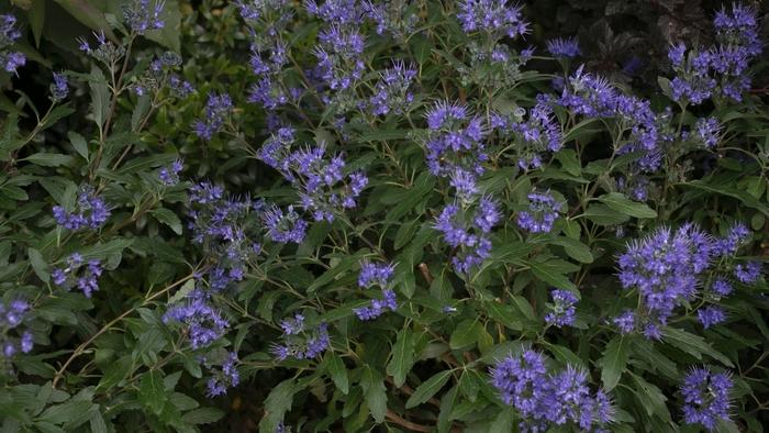 Caryopteris x clandonensis Beyond Midnight®