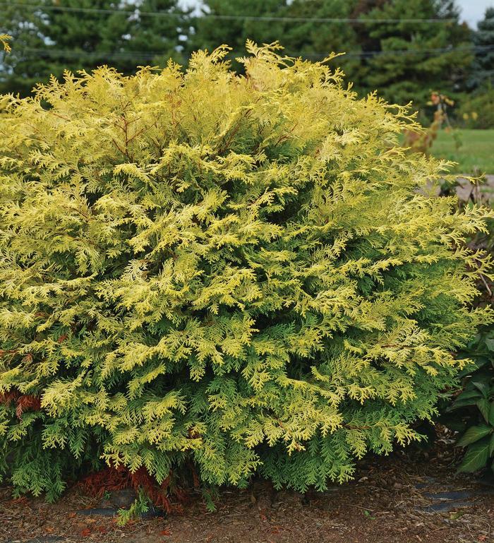 Chamaecyparis obtusa Night Light™