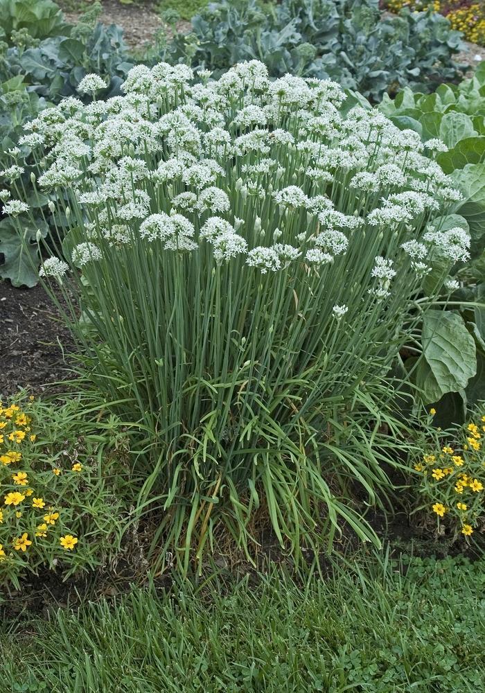 Allium tuberosum 