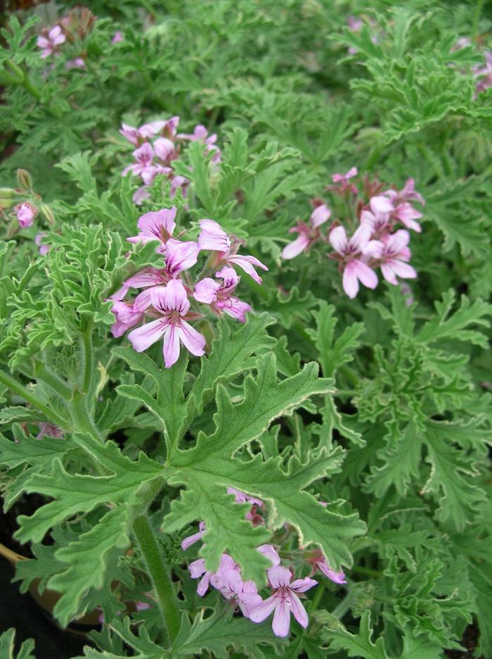 Pelargonium citrosum 