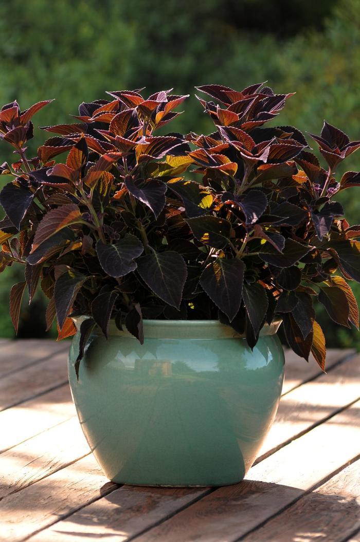 Coleus scutellarioides Volcanica™ Vino