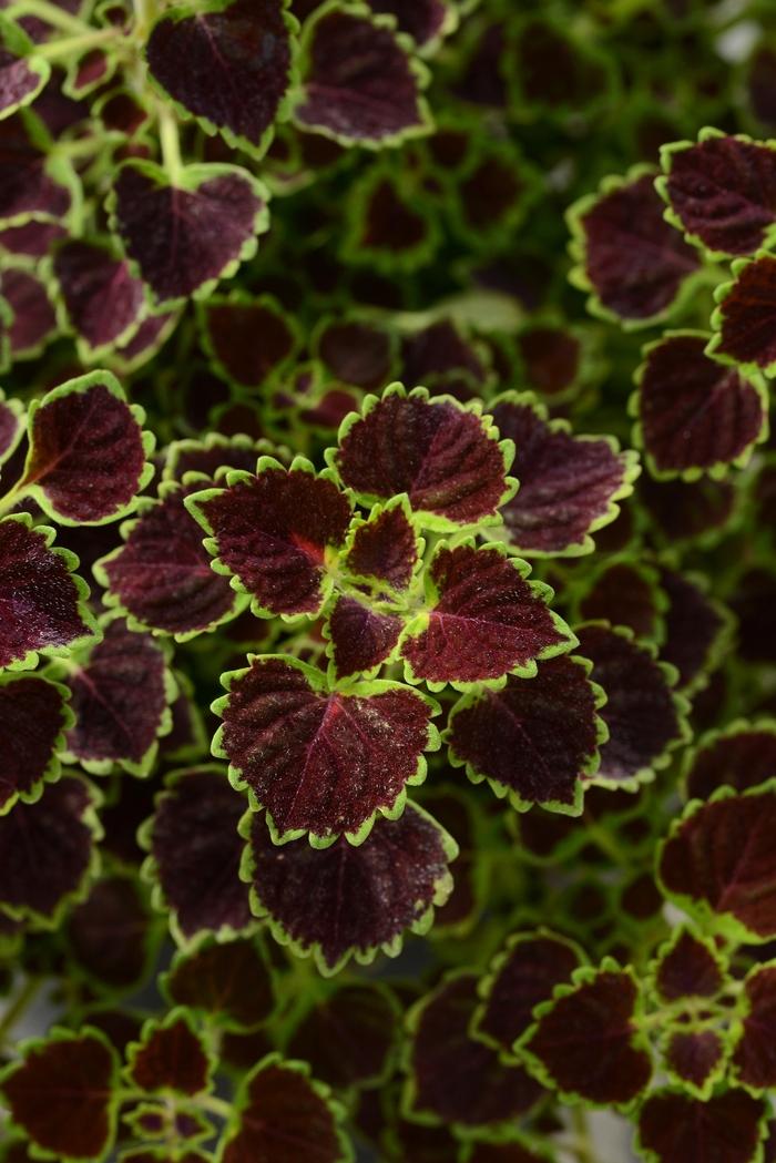 Coleus Burgundy Wedding Train
