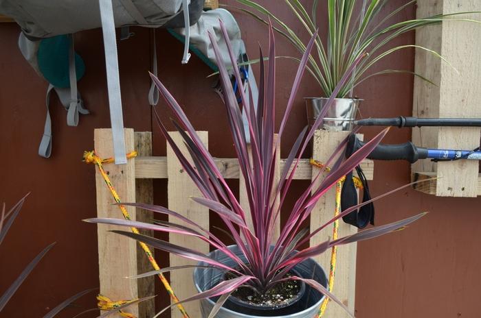 Cordyline Dance™ Paso Doble