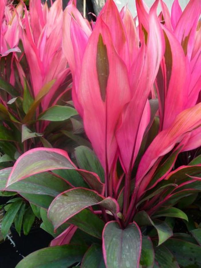 Cordyline fruticosa Maria