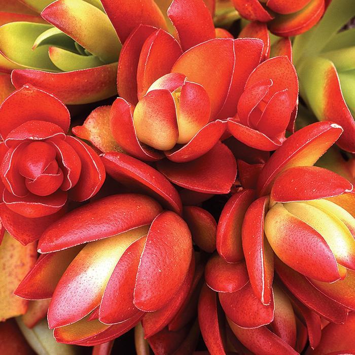 Crassula capitella Campfire