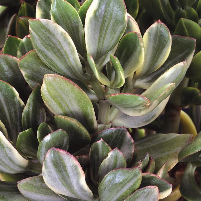 Crassula ovata Variegata