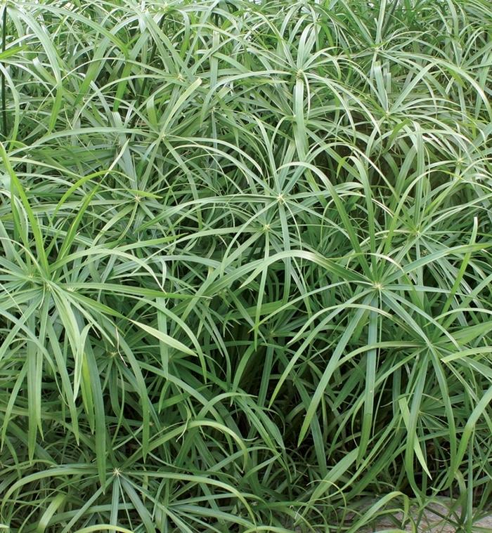 Cyperus involucratus Graceful Grasses® Baby Tut®