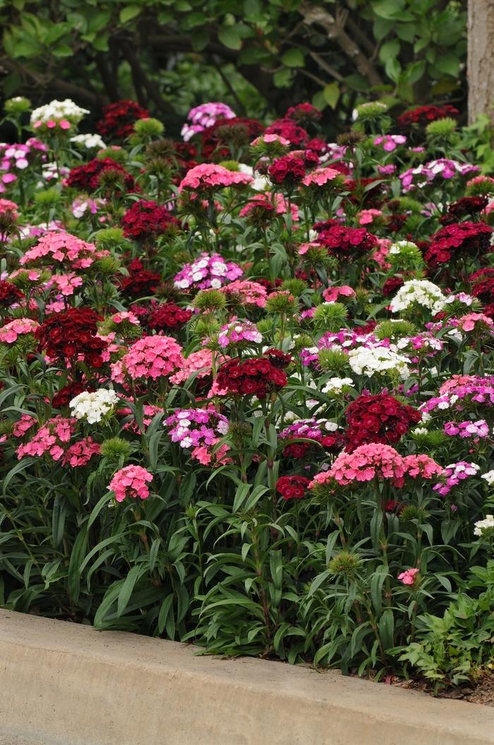 Dianthus barbatus Dash™ Mix