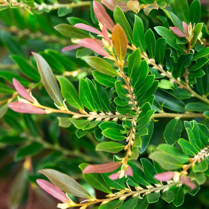 Distylium Cast in Bronze®