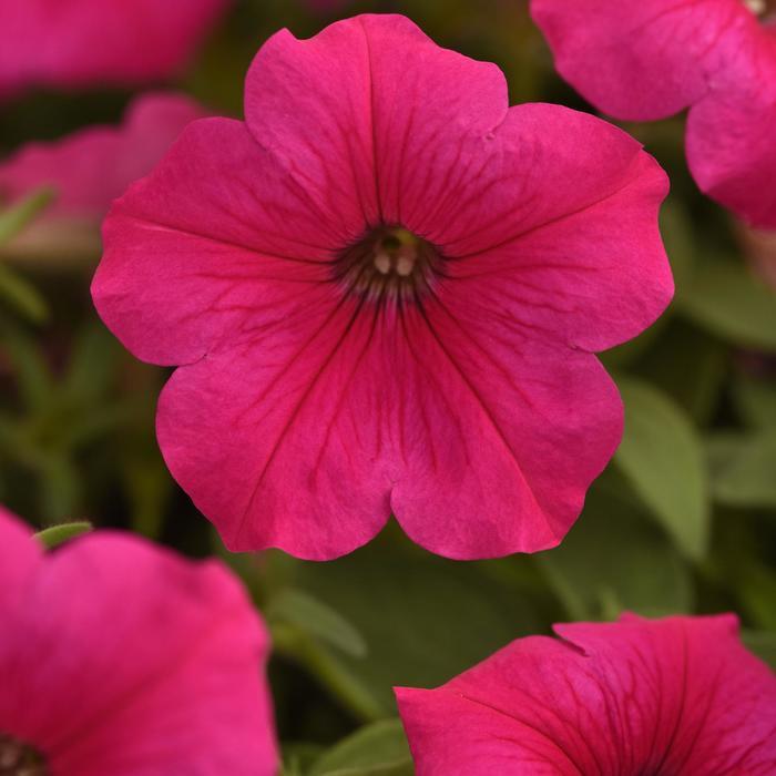 Petunia Easy Wave&reg; Rose