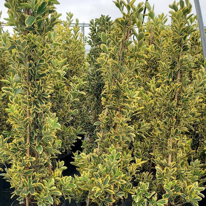 Euonymus japonicus Chollipo