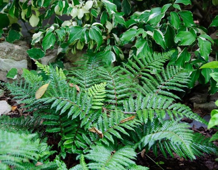 Polystichum polyblepharum 