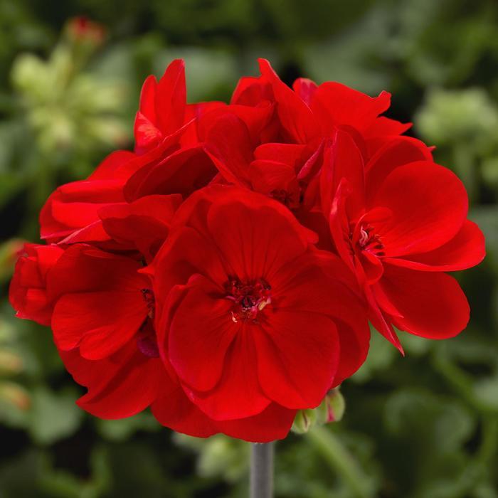 Pelargonium Calliope® Medium Bright Scarlet Dark Leaf