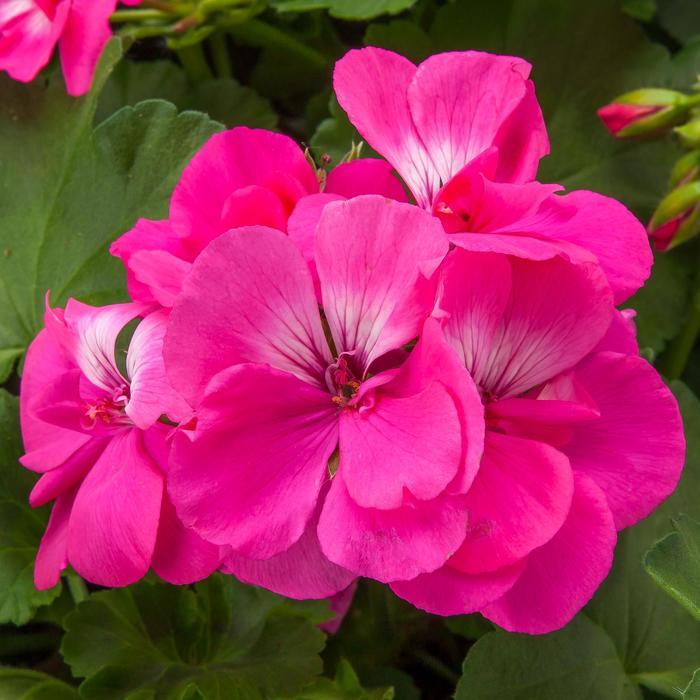 Pelargonium Calliope® Large Hot Pink 