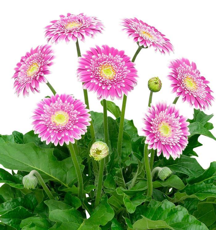 Gerbera Garden Jewels™ Frosted Hot Pink