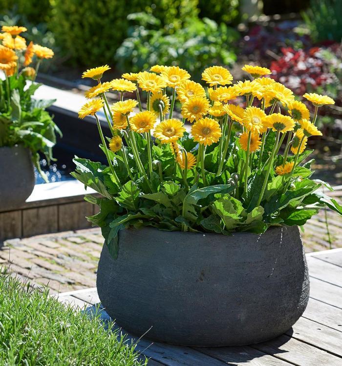 Gerbera Garden Jewels™ Yellow