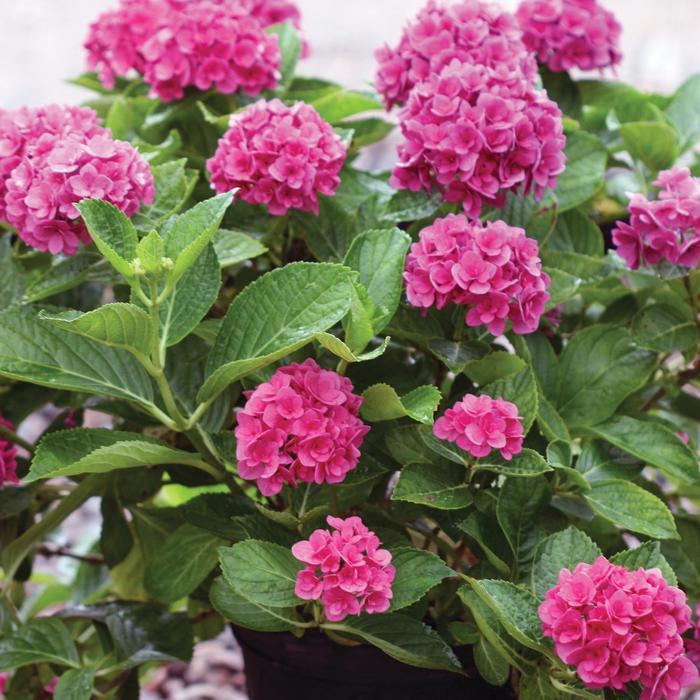 Hydrangea macrophylla Ruby Blossom
