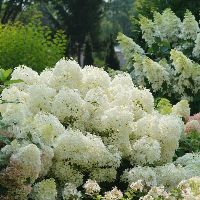 Hydrangea paniculata Puffer Fish®